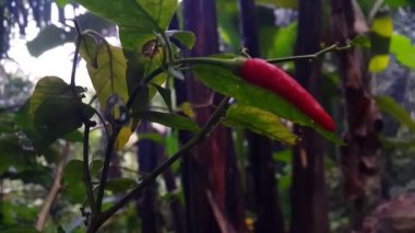 Ormanda kırmızı biber