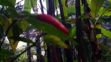 Ormanda kırmızı biber