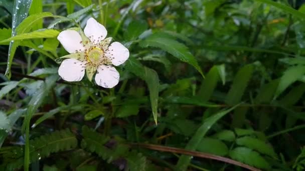 Красиві Білі Квіти Лісі — стокове відео