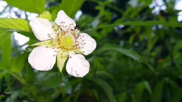 Hermosas Flores Blancas Bosque — Vídeo de stock