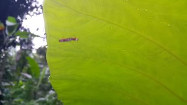 Böcek çiftleşmesi. Ormanda 4k görüntü.