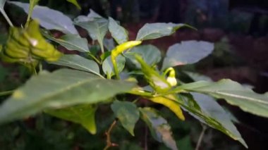 Ormanda kırmızı biber