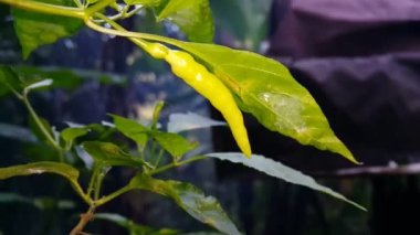 Ormanda kırmızı biber