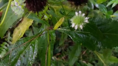 Bahçedeki güzel çiçekler