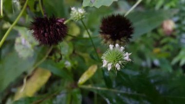 Bahçedeki güzel çiçekler