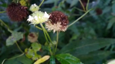 Güzel beyaz, siyah ve sarı bir devedikeni dikey çekimleri.