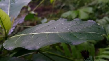 Bahçede yeşil yapraklar