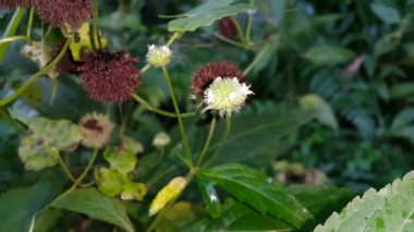 Bahçede güzel çiçekler, bitki örtüsü ve doğa