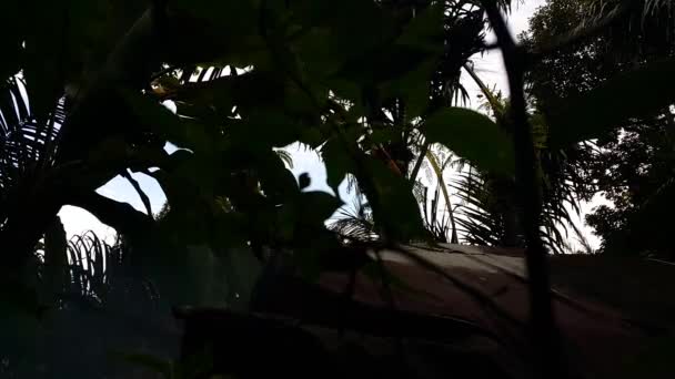 Gyönyörű Kilátás Nyílik Erdőre — Stock videók