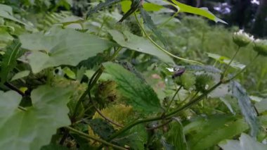 Siyah böcek bir bitkinin üzerine tünemiş. Ormanda 4k görüntü.