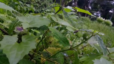 Siyah böcek bir bitkinin üzerine tünemiş. Ormanda 4k görüntü.