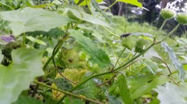 Siyah böcek bir bitkinin üzerine tünemiş. Ormanda 4k görüntü.