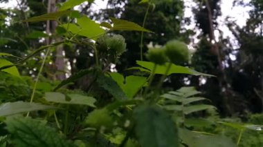 Bahçede güzel çiçekler, bitki örtüsü ve doğa