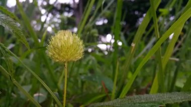 Bahçede güzel çiçekler, bitki örtüsü ve doğa
