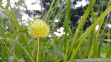 Güzel botanik fotoğrafı, doğal duvar kağıdı.