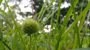 Üzerinde küçük beyaz bir çiçek olan yeşil bitki bulanık bir tarlada