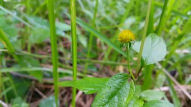 Güzel botanik fotoğrafı, doğal duvar kağıdı.