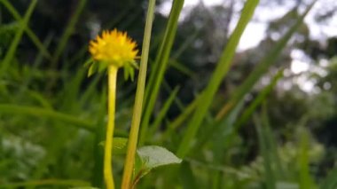 Güzel botanik fotoğrafı, doğal duvar kağıdı.