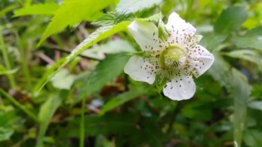 Güneşli bir bahar gününde bahçede yaprakları olan beyaz çiçekler. Ormanda 4K görüntü.