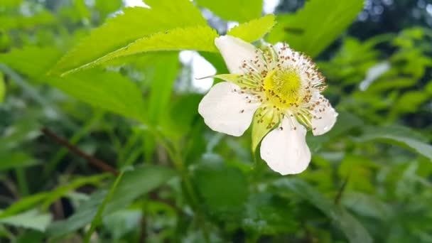 Λευκά Λουλούδια Φύλλα Στον Κήπο Μια Ηλιόλουστη Ανοιξιάτικη Μέρα Πλάνα — Αρχείο Βίντεο