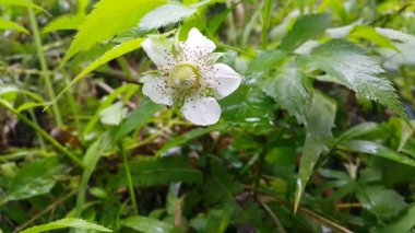 Güneşli bir bahar gününde bahçede yaprakları olan beyaz çiçekler. Ormanda 4K görüntü.