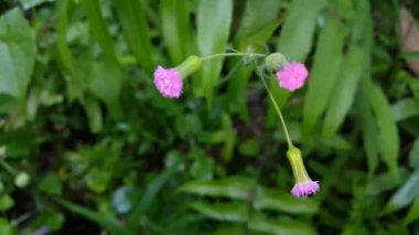 Güzel botanik fotoğrafı, doğal duvar kağıdı.