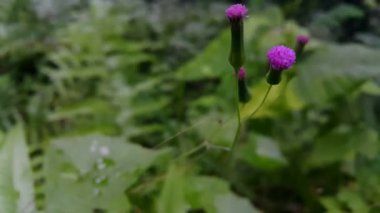Bahçede güzel çiçekler, bitki örtüsü ve doğa