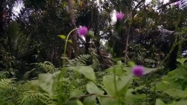 Güzel botanik fotoğrafı, doğal duvar kağıdı.