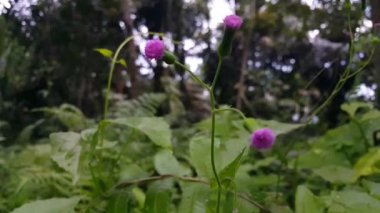 Bahçede güzel çiçekler, bitki örtüsü ve doğa