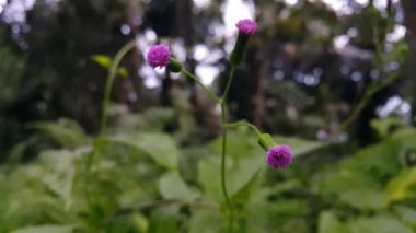 Bahçedeki güzel çiçekler