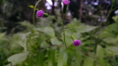 Bahçede güzel çiçekler, bitki örtüsü ve doğa