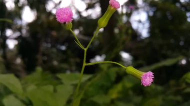 Bahçede güzel çiçekler, bitki örtüsü ve doğa