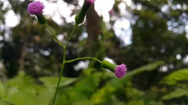 Bahçede güzel çiçekler, bitki örtüsü ve doğa