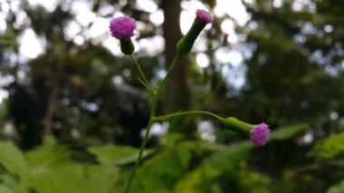 Bahçede güzel çiçekler, bitki örtüsü ve doğa