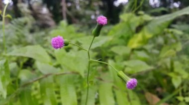 Bahçede güzel çiçekler, bitki örtüsü ve doğa