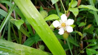 Güneşli bir bahar gününde bahçede yaprakları olan beyaz çiçekler. Ormanda 4K görüntü.