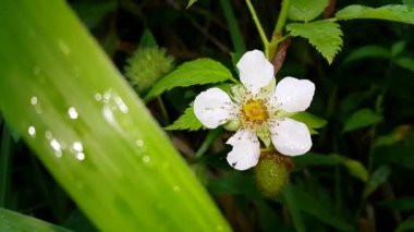 Güneşli bir bahar gününde bahçede yaprakları olan beyaz çiçekler. Ormanda 4K görüntü.