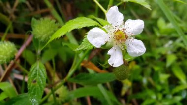 Güneşli bir bahar gününde bahçede yaprakları olan beyaz çiçekler. Ormanda 4K görüntü.