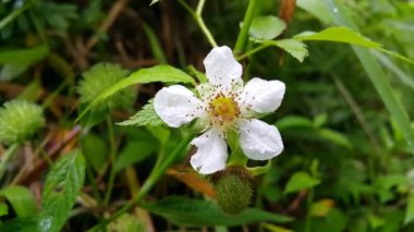 Güneşli bir bahar gününde bahçede yaprakları olan beyaz çiçekler. Ormanda 4K görüntü.