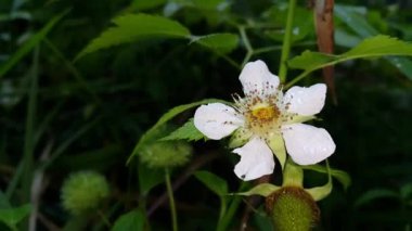 Güneşli bir bahar gününde bahçede yaprakları olan beyaz çiçekler. Ormanda 4K görüntü.