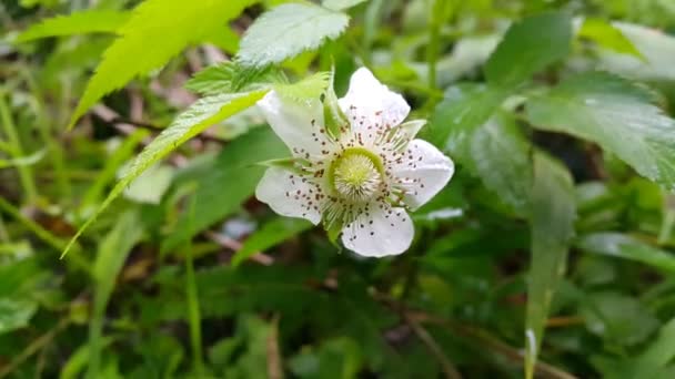 Vita Blommor Med Blad Trädgården Solig Vårdag Bilder Djungeln — Stockvideo