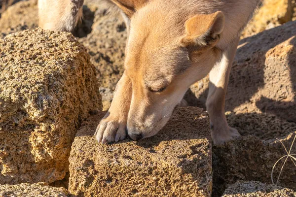 Dog sniffs shell rock. Topic - fine sense of smell, nose, sensitivity to odors. Close-up, head shot. Golden-colored shorthair dog on golden background of coquina