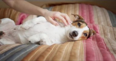 Sahibi yatakta dinlenen köpeğini okşar.