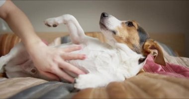 Sahibi yatakta dinlenen köpeğini okşar.