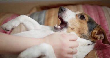 Sahibi yatakta dinlenen köpeğini okşar.