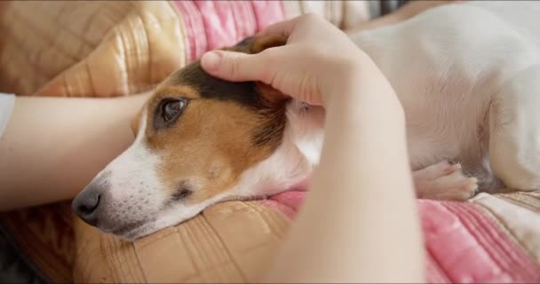 Proprietario accarezza il suo cane, che si riposa sul letto — Video Stock