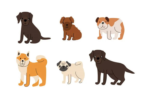 Bonito conjunto de cachorros cães. Labrador retriever, cachorro poodle, bulldog, akita inu, pug. Ilustração vetorial isolada sobre fundo branco —  Vetores de Stock