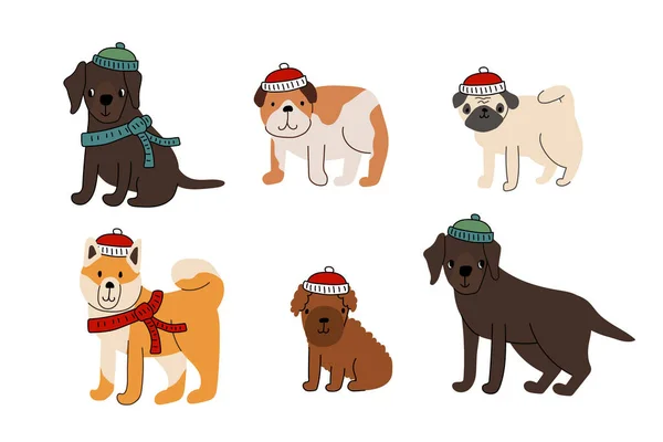 Niedliche Gruppe von Hunden im Winter gestrickt rot weiß grün blau Mützen und Schals. Labrador Retriever, Pudelwelpe, Bulldogge, Akita Inu, Mops. Vektor-Illustration isoliert auf weißem Hintergrund — Stockvektor