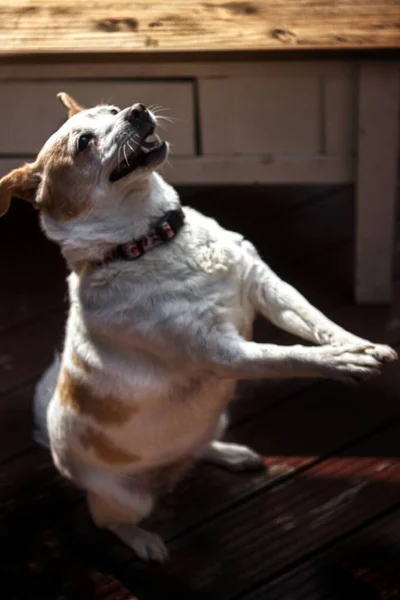 Dog Cute Face His Head Asking Food — Fotografia de Stock