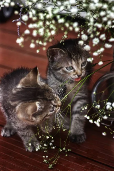 Little Kitten Flowers Beautiful Cat Bow — Stock fotografie